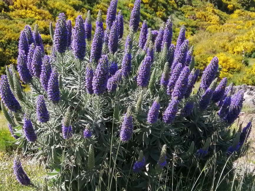 Funchal: Nuns Valley Easy Walk with Mountain Surroundings - Pico dos Barcelos: the quick 360° fix for Funchal