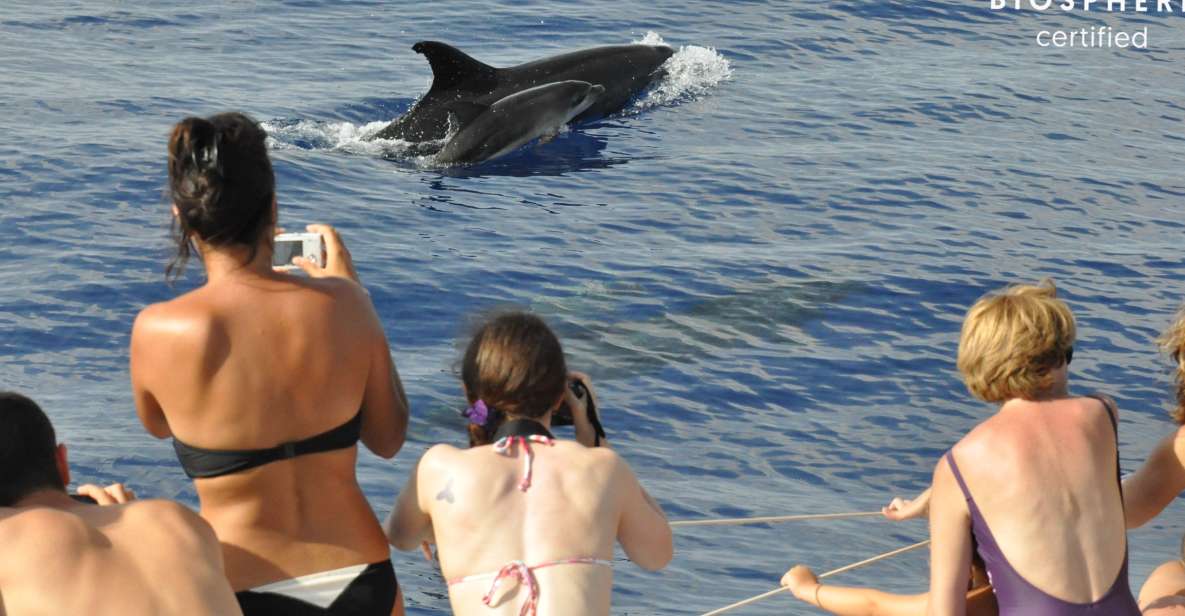 Funchal: Pico Arieiro, Cristo Rei and Dolphins Watching - Key Highlights You’ll Care About