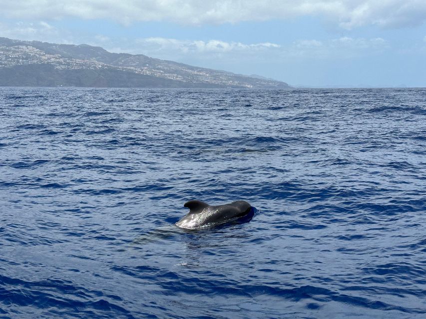 Funchal: RIB Whale Watching Cruise and Optional Dolphin Swim - The dolphin swim add-on: a short snorkel, only when rules allow