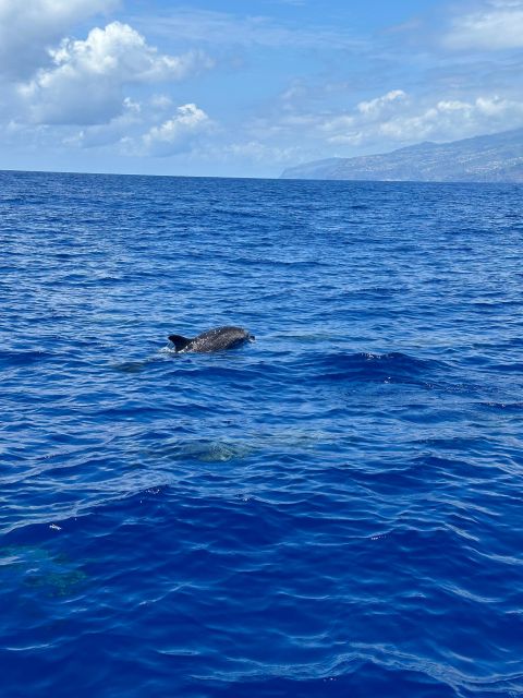 Funchal: RIB Whale Watching Cruise and Optional Dolphin Swim - What I’d pack for a smooth day at sea