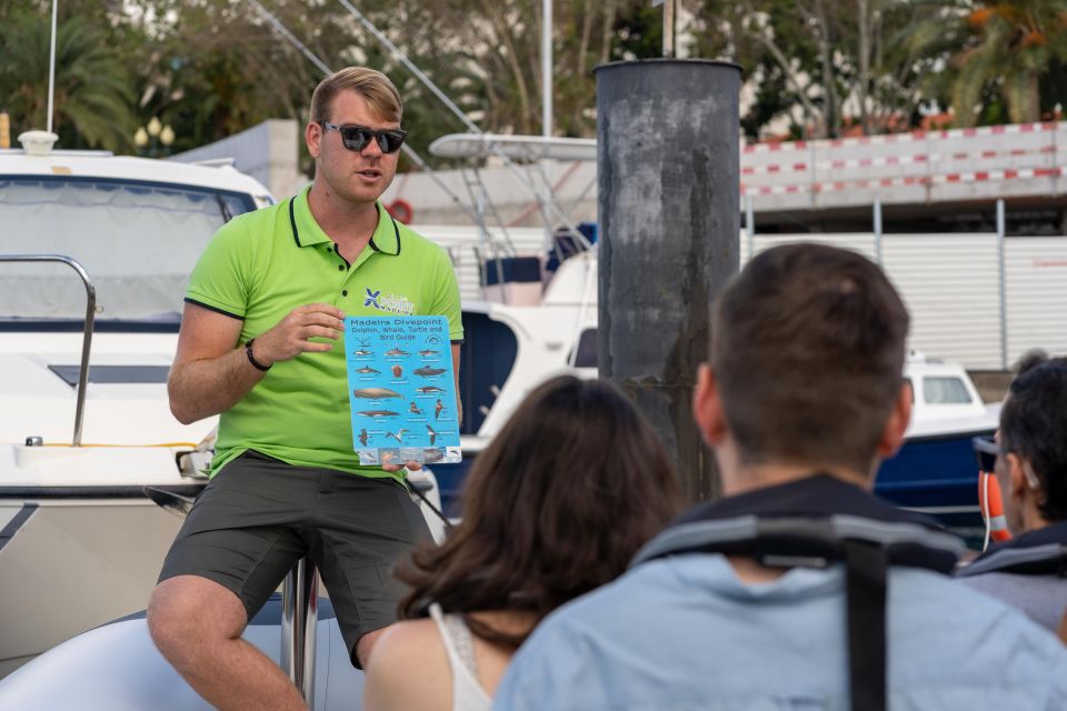 Funchal: RIB Whale Watching Cruise and Optional Dolphin Swim - Price and value: why $61 can be a smart buy