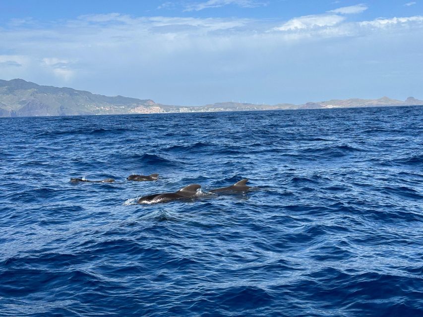 Funchal: RIB Whale Watching Cruise and Optional Dolphin Swim - Safety briefing and gear: what happens before you hit open water
