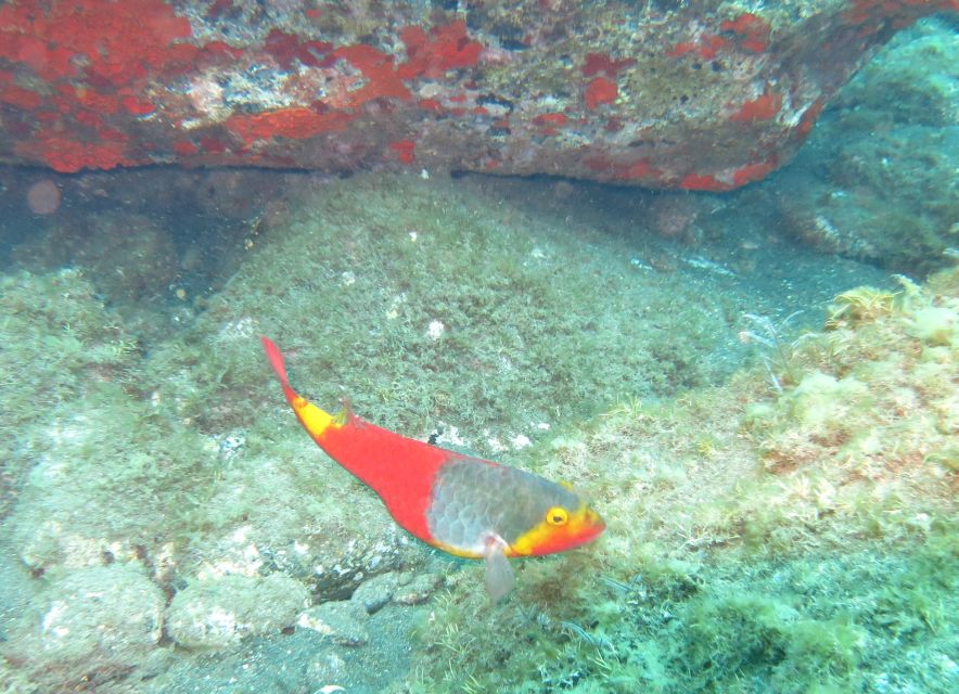 Funchal: Scuba Diving Experience for Beginners - Photos Underwater: A Useful Bonus to Ask About