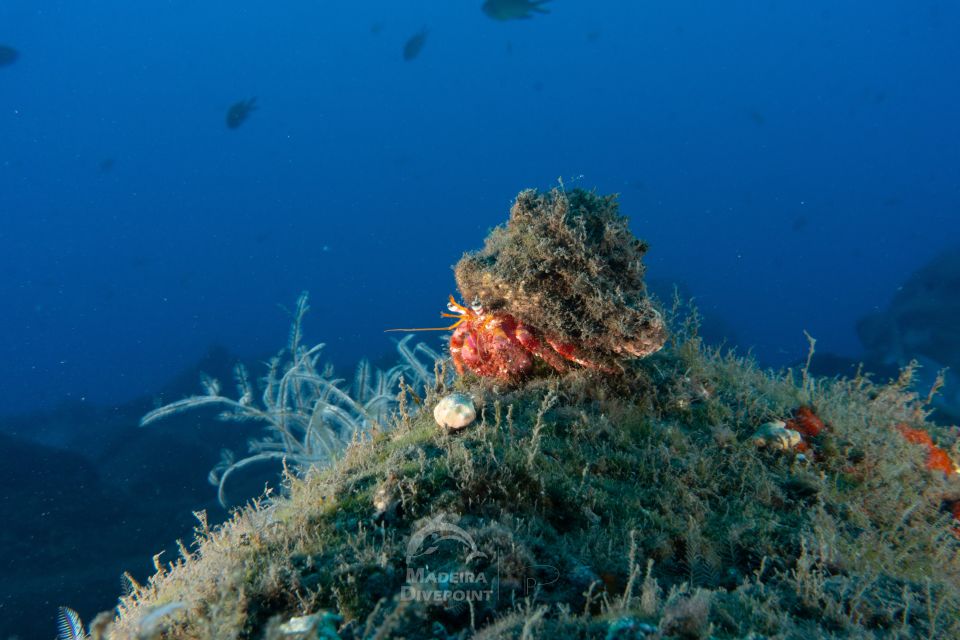 Funchal: Scuba Diving Experience for Beginners - Price and Value: Is $53 a Good Deal for Beginners?
