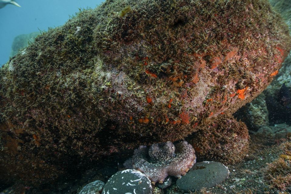 Funchal: Scuba Diving Experience for Beginners - Who Should Book This (and Who Might Skip It)