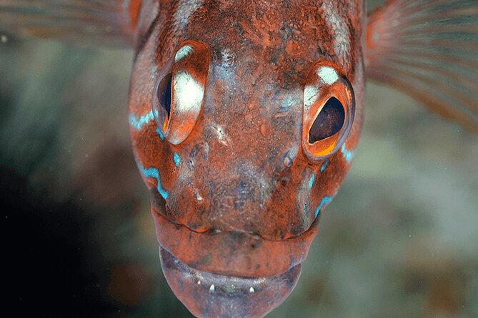 Funchal: Snorkeling Adventure in Eco-Park / Shore or by Boat - What you’ll see off Funchal: cliffs and fish you can name