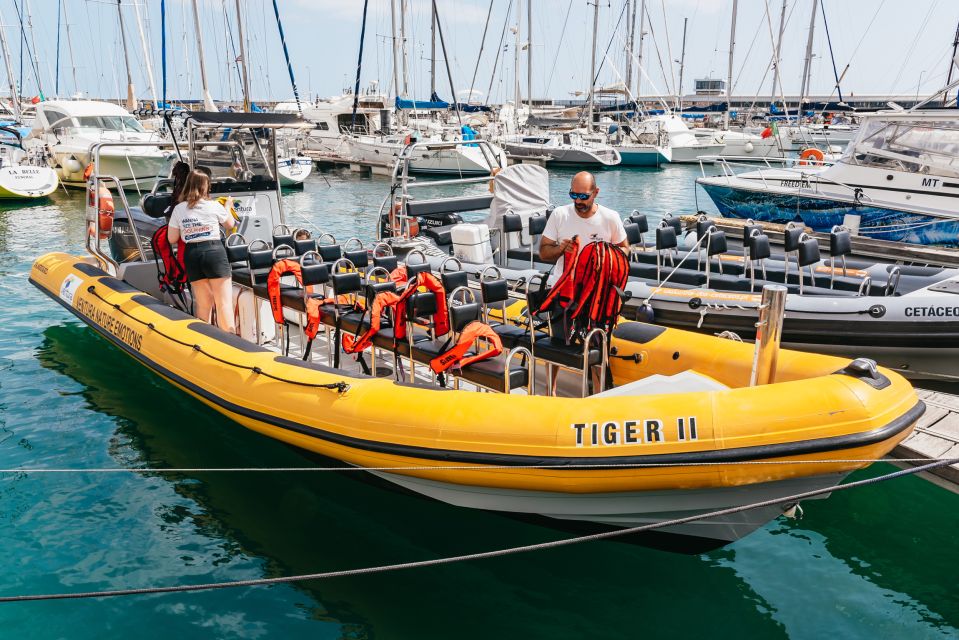Funchal: Whale and Dolphin Watching Speed Boat Tour - Key things to know before you go