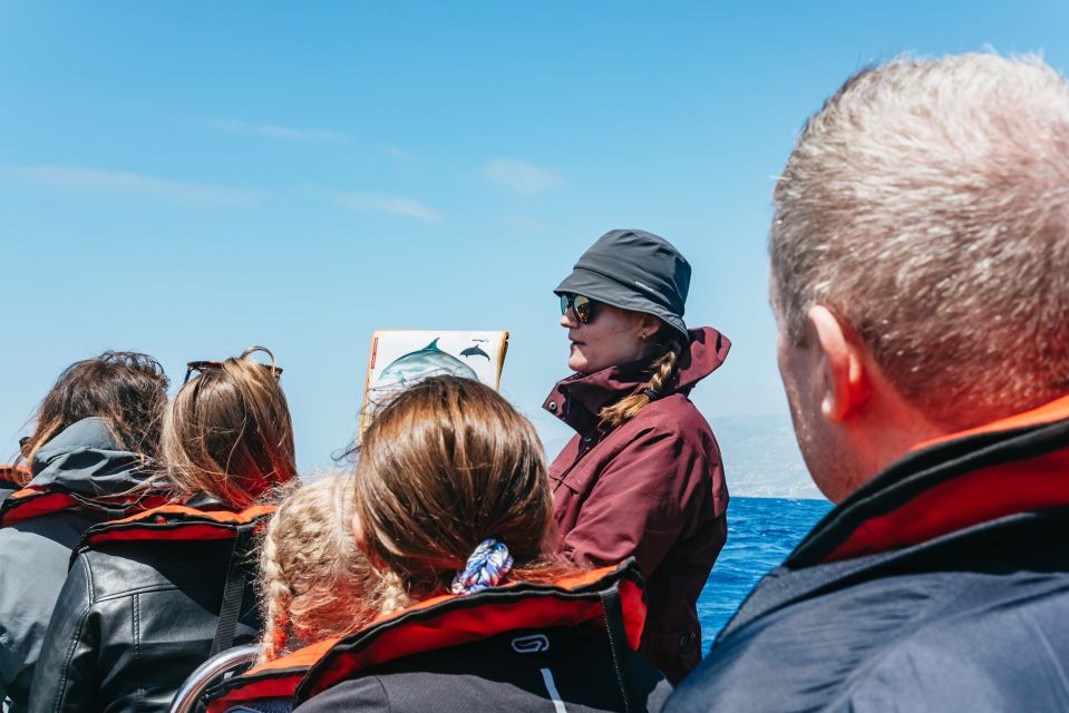 Funchal: Whale and Dolphin Watching Speed Boat Tour - Who should book (and who should skip) this speed-boat wildlife tour