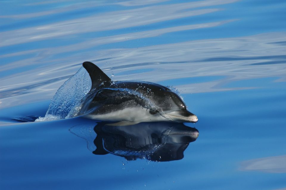 Funchal: Whale and Dolphin Watching Speed Boat Tour - Funchal speed-boat whale watching: why this style works on Madeira
