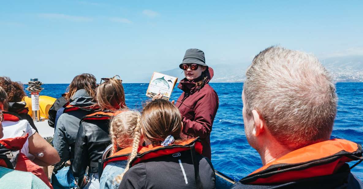 Funchal: Whale and Dolphin Watching Speed Boat Tour - On board with the skipper: safety, speed, and where you should sit