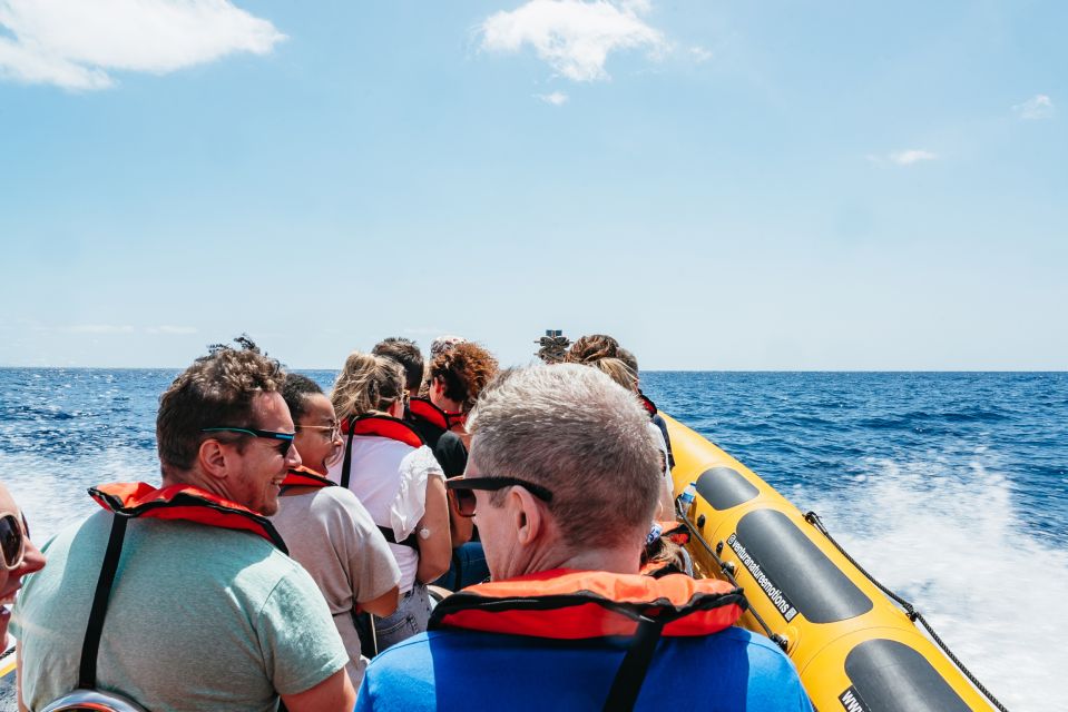 Funchal: Whale and Dolphin Watching Speed Boat Tour - The marine biologist briefing: spotting whales and dolphins without guessing
