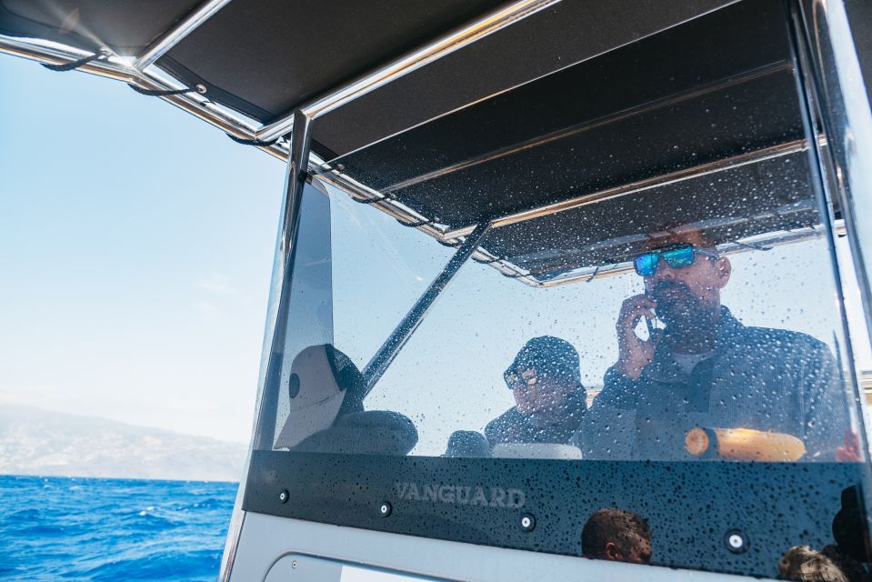Funchal: Whale and Dolphin Watching Speed Boat Tour - How the “search” really unfolds along Madeira’s coastline