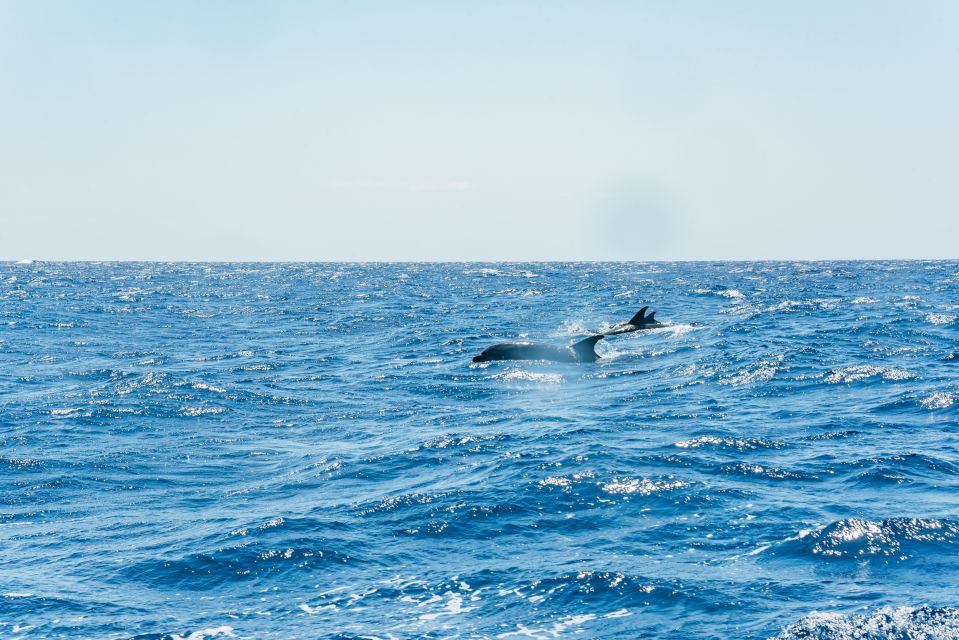 Funchal: Whale and Dolphin Watching Speed Boat Tour - The cetacean guarantee: how you should think about risk vs value