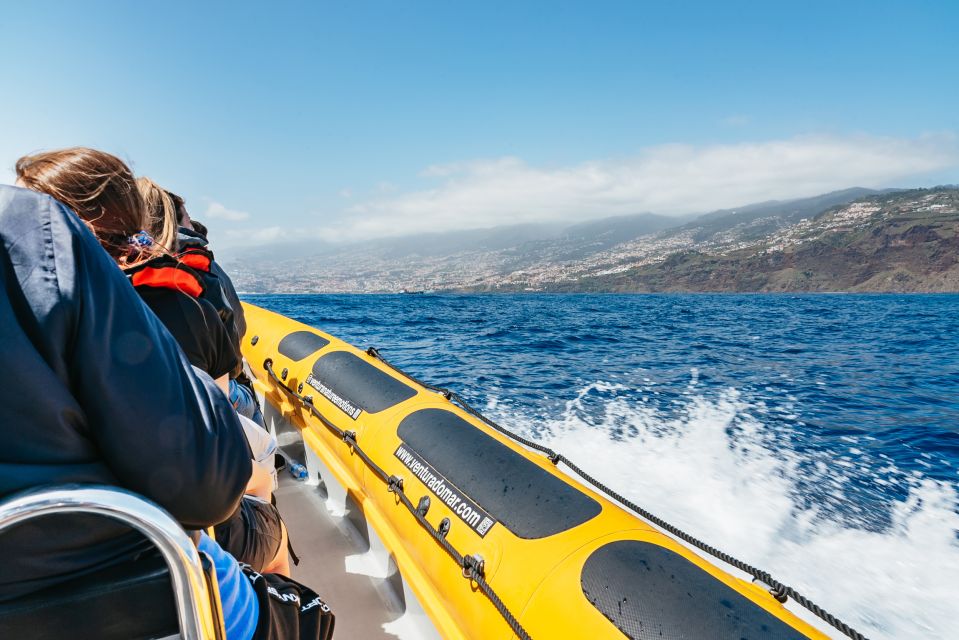 Funchal: Whale and Dolphin Watching Speed Boat Tour - Price and time: what $56 buys you in real terms