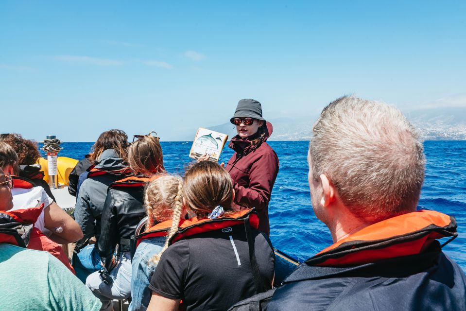 Funchal: Whale and Dolphin Watching Speed Boat Tour - Meet Ventura Nature Emotions at Funchal Marina, pier 8