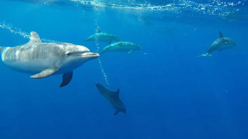 Funchal: Whale Watching and Swimming with Dolphins Cruise - Key things I’d plan around
