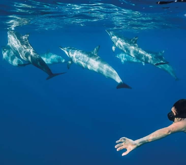 Funchal: Whale Watching and Swimming with Dolphins Cruise - The 10-Minute Safety Briefing That Saves the Day