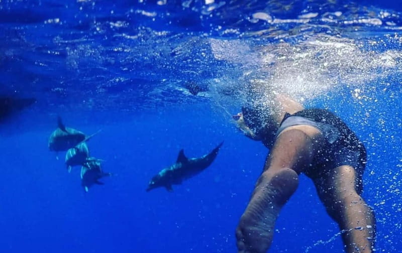 Funchal: Whale Watching and Swimming with Dolphins Cruise - 2.5 Hours of Whale and Dolphin Search Off Madeira’s Coast