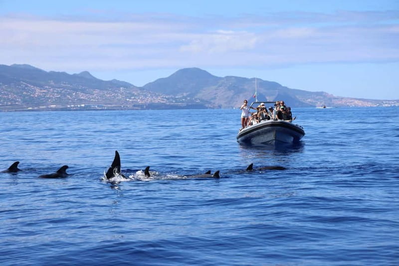 Funchal: Whale Watching and Swimming with Dolphins Cruise - The Boat Experience: Loud Water, Fast Moves, and Real Sea Time