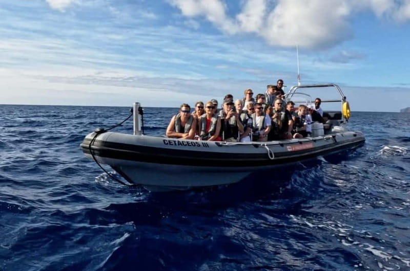 Funchal: Whale Watching and Swimming with Dolphins Cruise - Swimming With Dolphins: The Water Moment, With One Big Catch