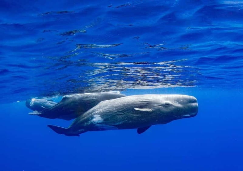 Funchal: Whale Watching and Swimming with Dolphins Cruise - Price in Context: Is $94 Good Value?