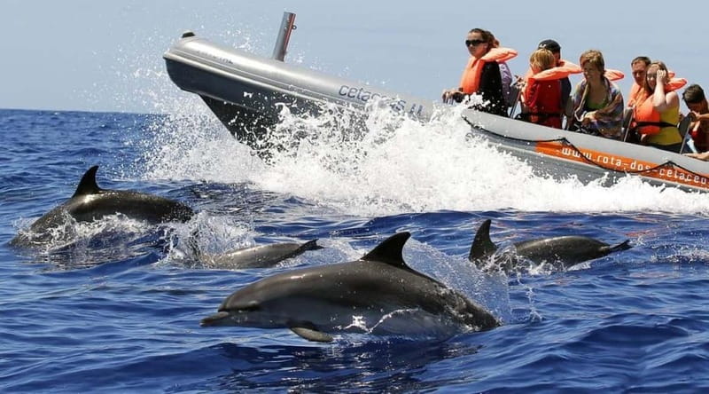 Funchal: Whale Watching and Swimming with Dolphins Cruise - Languages and Guide Communication: What You Should Expect