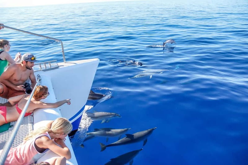 Funchal:Hop-on Hop-off Bus & Whale & Dolphin boat Excursion - The catamaran: dolphins, whales, and a swim-snorkel break