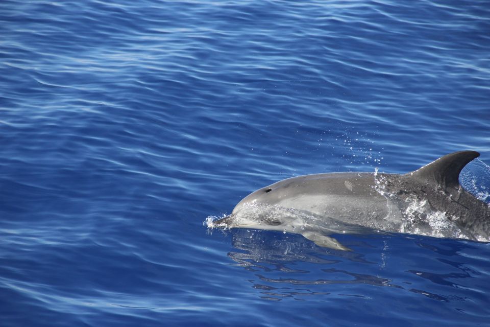 Funchal:Hop-on Hop-off Bus & Whale & Dolphin boat Excursion - Wine tasting and Bordal embroidery: the two included stops you’ll actually remember