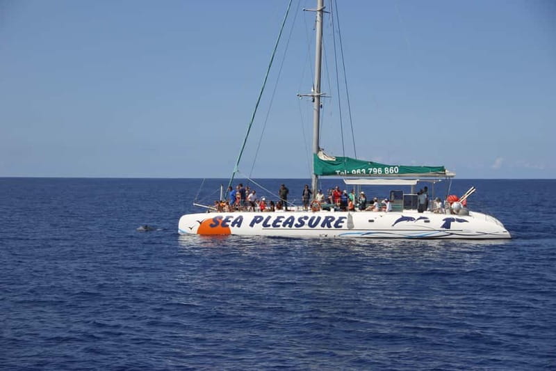 Funchal:Hop-on Hop-off Bus & Whale & Dolphin boat Excursion - How to plan your 2 days without feeling rushed