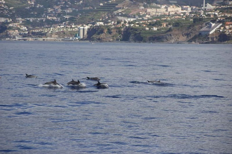 Funchal:Hop-on Hop-off Bus & Whale & Dolphin boat Excursion - FAQ