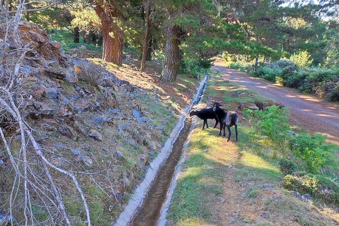 Gastro hike (Private Tour) - The Poncha Stop: Why It’s More Than a Drink