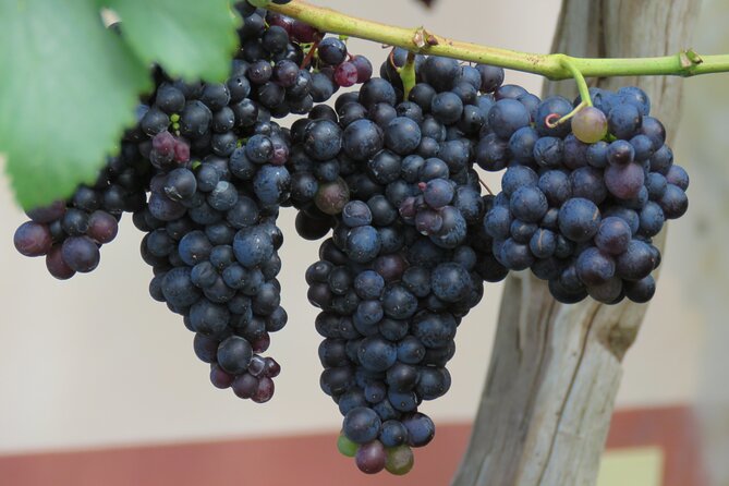 Guided 4x4 Adventure and Skywalk with Wine and Tapas in Madeira - Quinta do Barbusano: the Madeira wine and tapas add-on