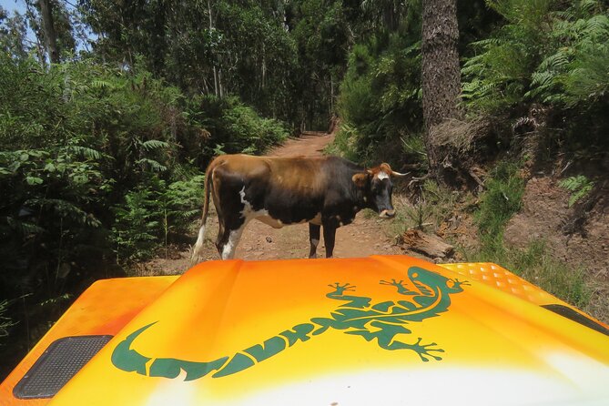 Guided Exploration of Southwest Madeira in a 4x4 - What This Southwest Madeira 4x4 Tour Is Really Good At