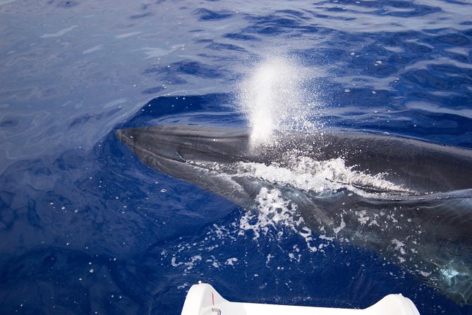 Half-day Catamaran Trip from Funchal - Cabo Girão swim stop: crystal-clear water and the reality of limited time