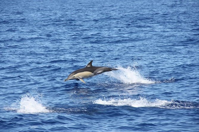 Half-day Catamaran Trip from Funchal - Price and value: what $40.55 buys you in real life
