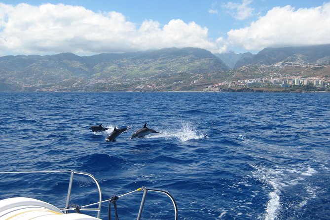 Half-day Catamaran Trip from Funchal - Who should book this catamaran trip—and who might want to choose something else