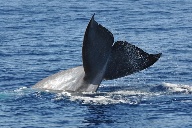 Half-day Catamaran Trip from Funchal - Wildlife spotting at sea: dolphins, whales, and turtles without guarantees