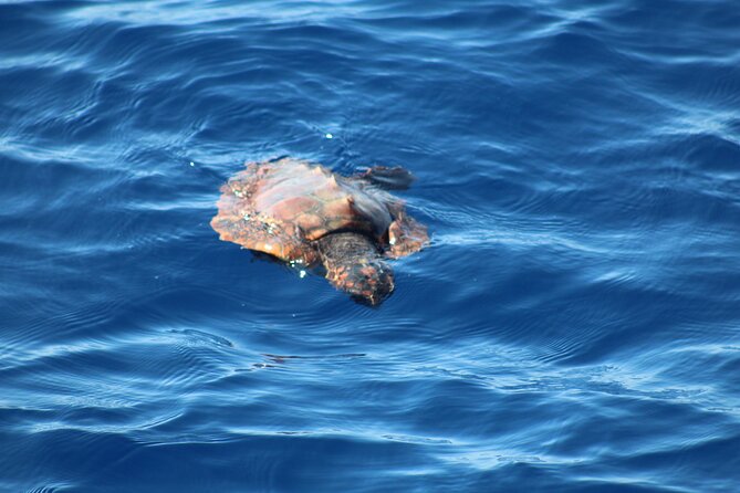 Half Day Madeira Island Cruise with Lunch - Price and value: $83.87 with lunch and drinks