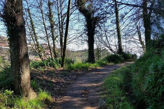 Half-Day Paradise Valley Walking Tour - Meeting Up in Camacha: Pickup Zones and the 9:00 am Start