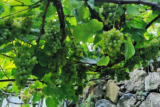 Half-Day Small-Group Wine Tour in Madeira - A half-day Madeira wine fix without the full-day slog