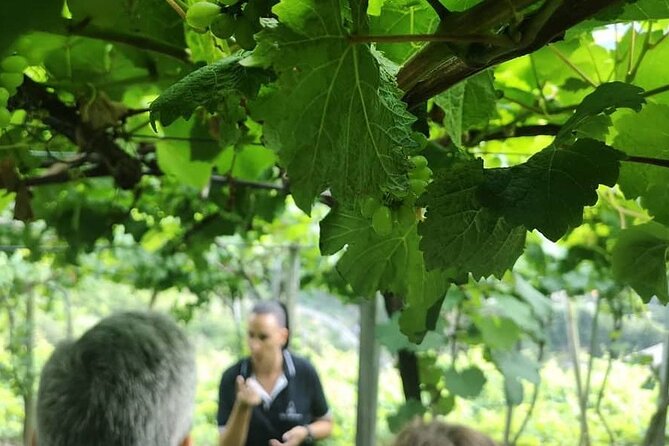 Half-Day Small-Group Wine Tour in Madeira - Vineyard morning: meeting the producer and walking real rows