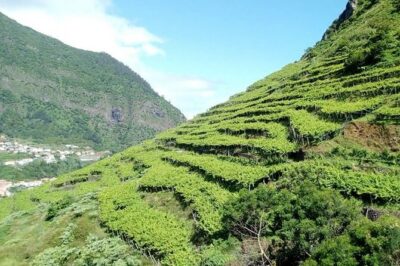 Half-Day Small-Group Wine Tour in Madeira - Tasting session: what you’ll drink, and what to expect with the food