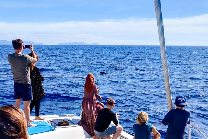 Half Day Tour on a Luxury Catamaran on Madeira Island - What the route feels like: more than just wildlife watching