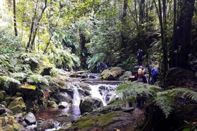Hidden Corners: Levada Walk from Funchal - Why Madeira’s levadas are the point (not just scenery)