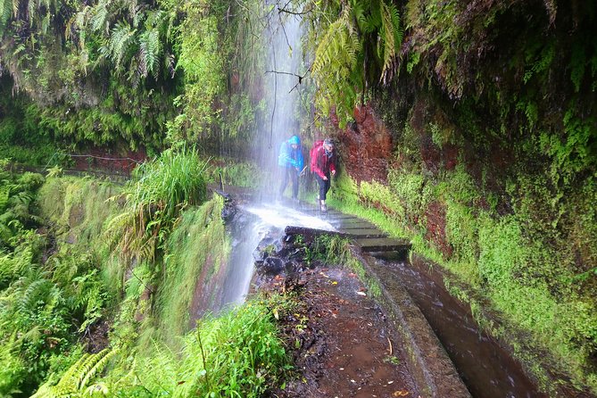 Hike in Laurisilva Levada do Rei - Madre of Life small Group guided walk - Laurisilva and Levada do Rei: what makes this walk feel special
