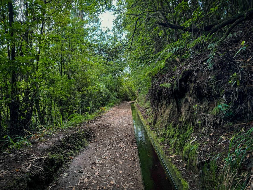 Hiking Madeira: Levada do Rei and the Majestic Laurissilva - The guided plant-and-forest lesson: why the levada walk works