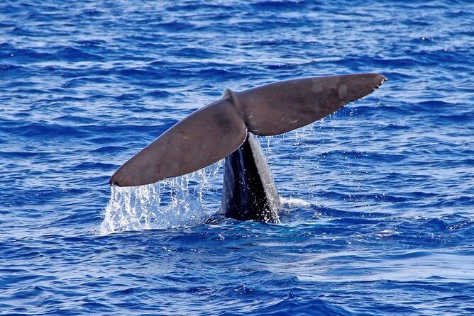 Hop-on Hop-off Bus Tour and Catamaran Whale & Dolphin Watching - The Hop-on Hop-off Bus Day: How to Use It Like a Pro