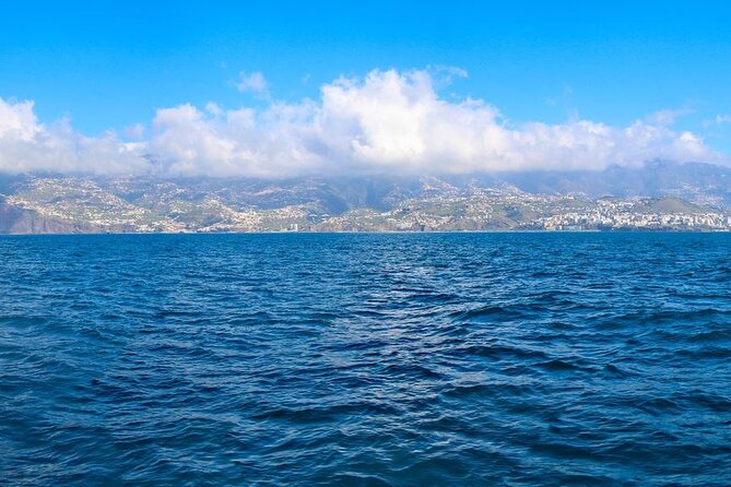 Hop-on Hop-off Bus Tour and Catamaran Whale & Dolphin Watching - Catamaran Whale and Dolphin Watching: How to Not Lose Time