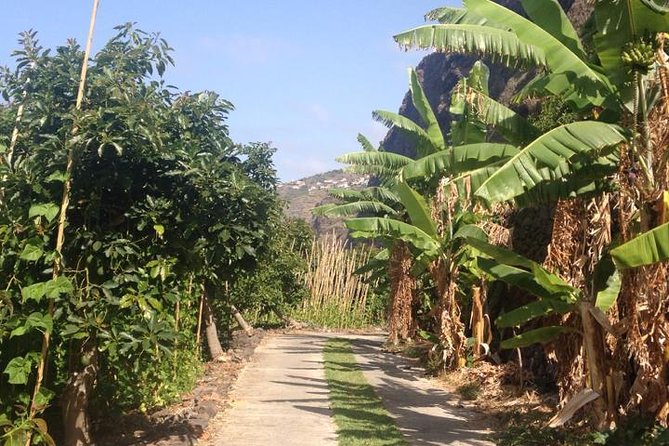 Incredible tour to a 'Faja' with a story - Why Fajã dos Padres feels unlike the usual Madeira stops