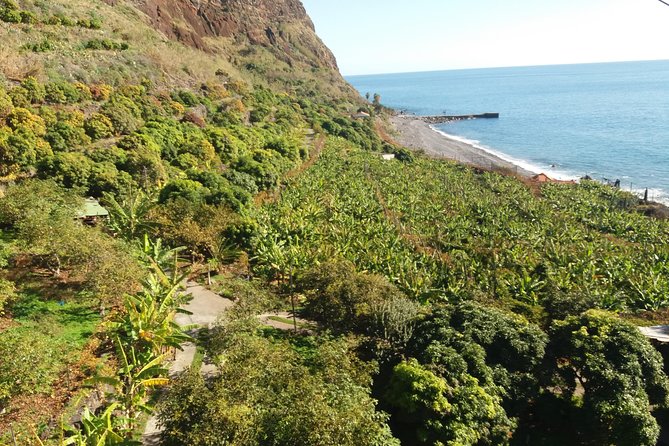 Incredible tour to a 'Faja' with a story - Fruit tasting: what to expect and how to make it count
